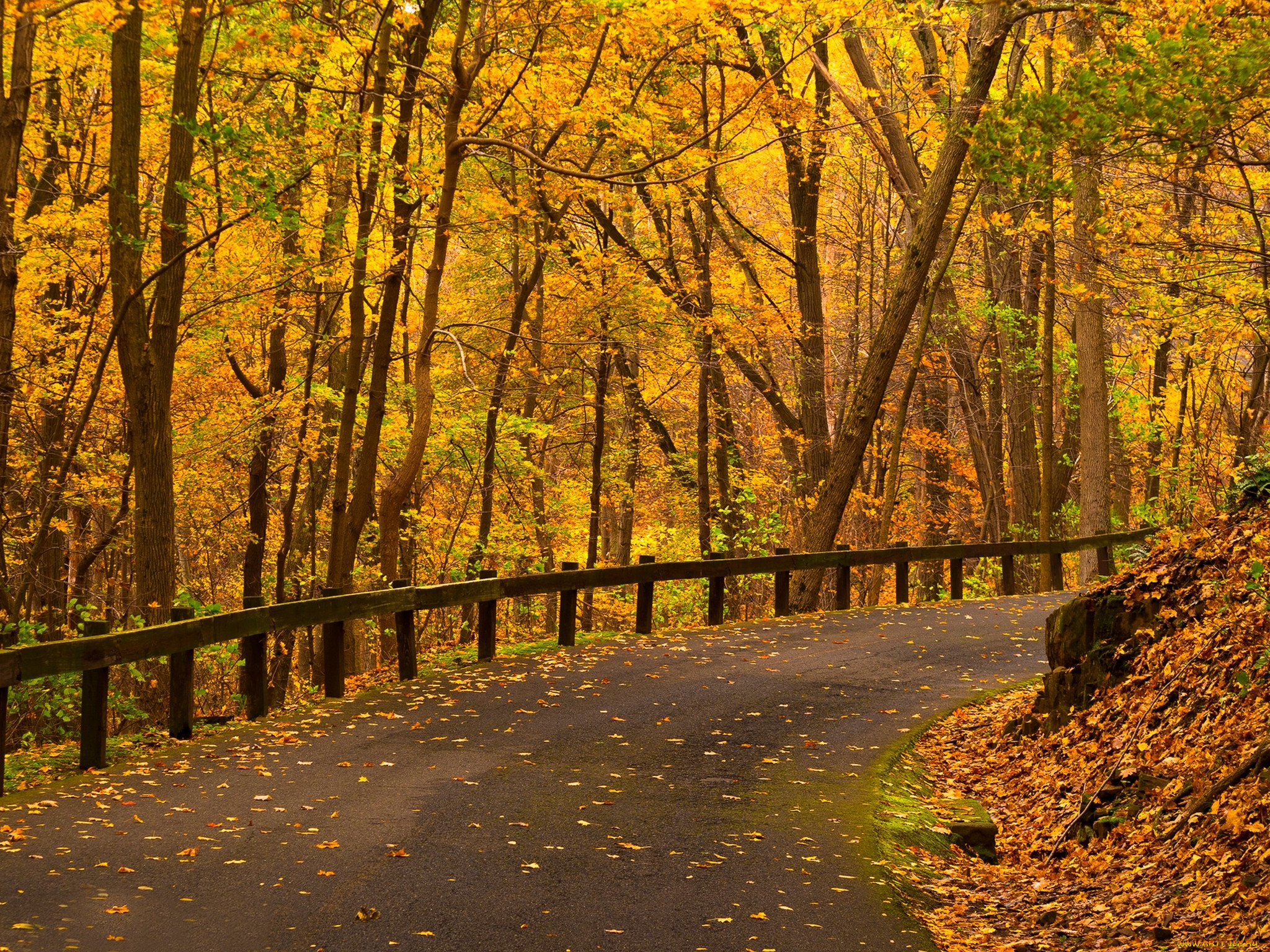 , , , , , , , , nature, path, road, colorful, leaves, trees, park, forest, walk, colors, fall, autumn